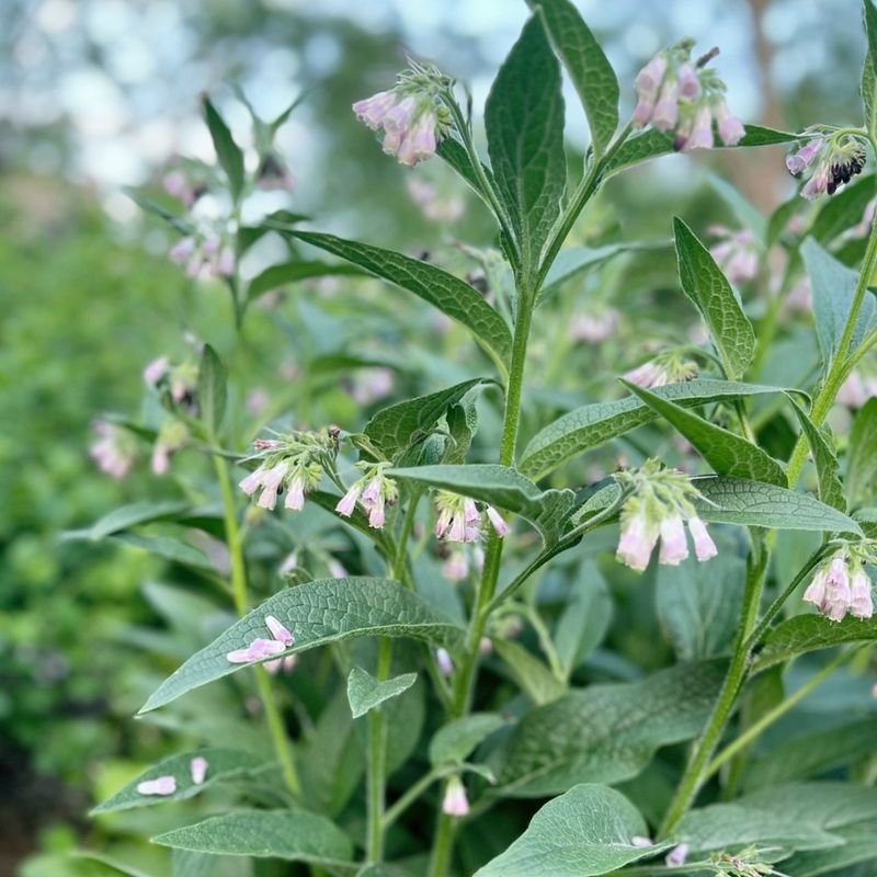 Comfrey's Healing Touch