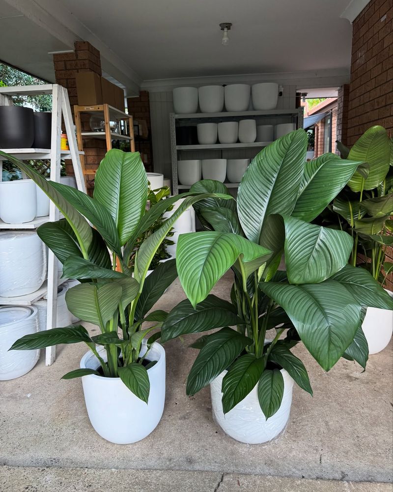 Peace Lily