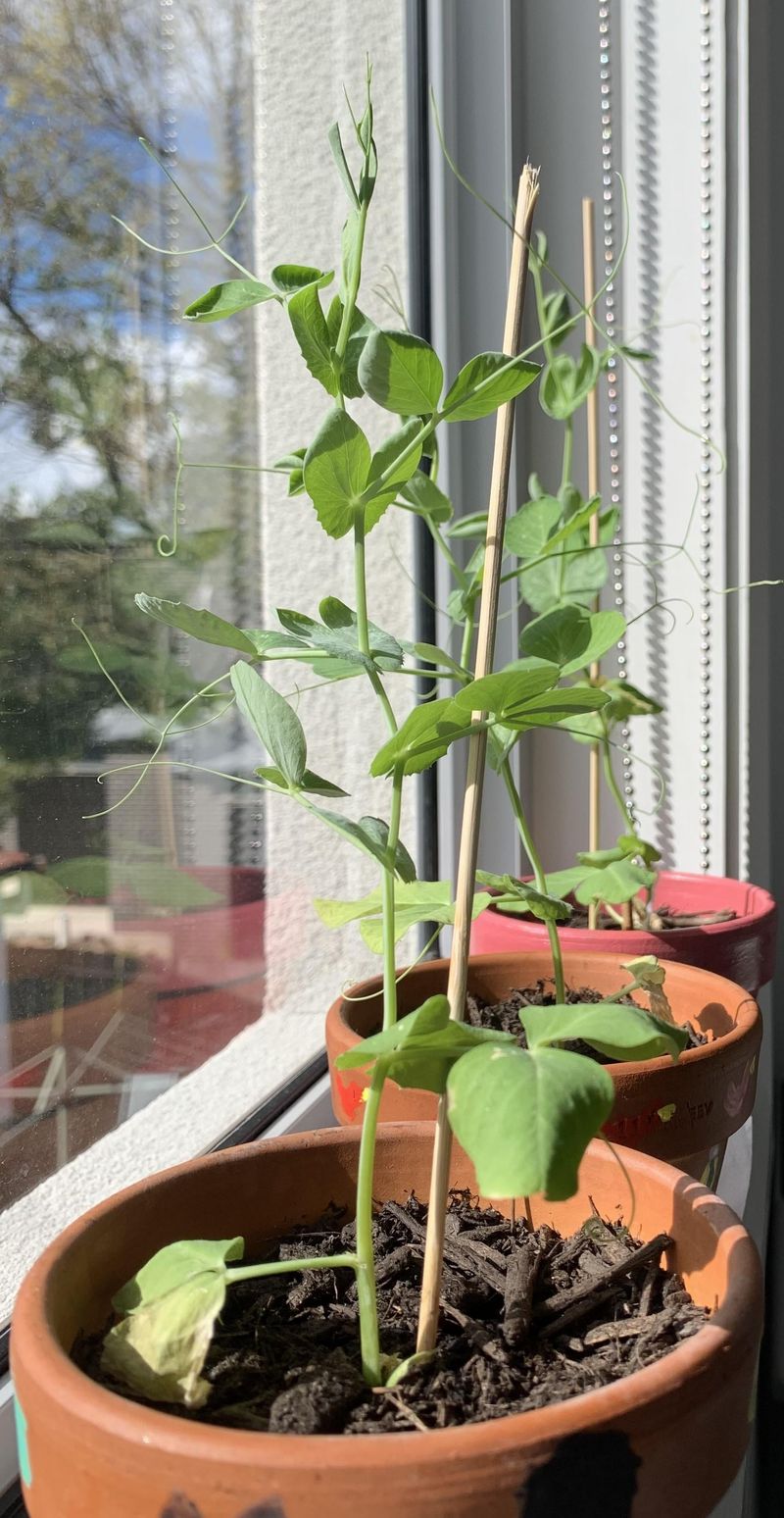 Dwarf Peas