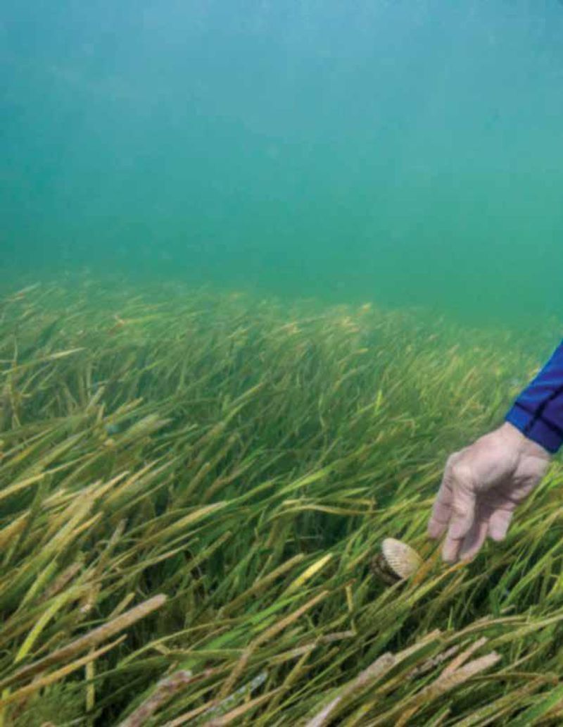 Steinhatchee: River Marsh Scallop Hunters