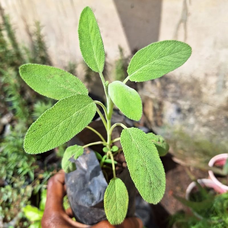 Sage: Gray-Green Survivor