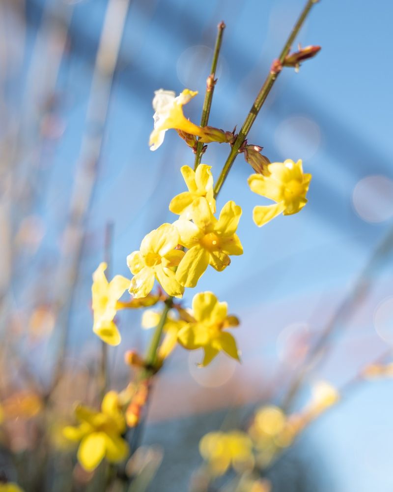 Winter Jasmine's Sunny Disposition