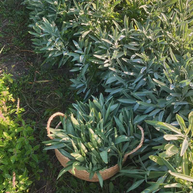 Sage: Ancient Wisdom For Modern Pest Problems