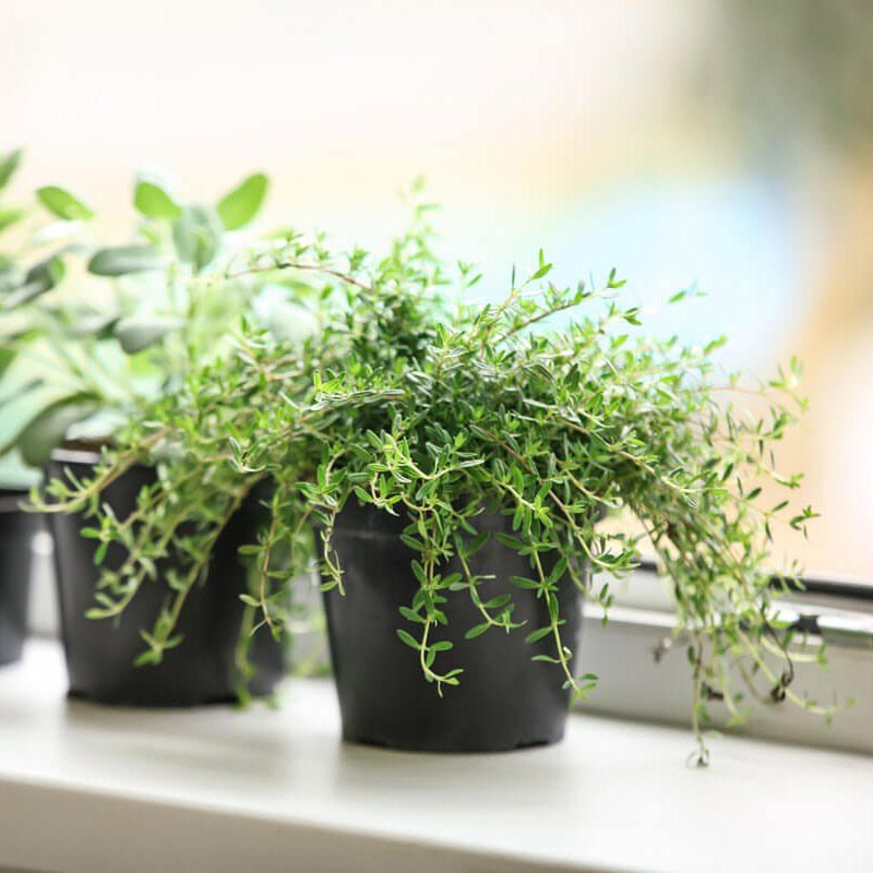 Thyme: The Low-Maintenance Favorite