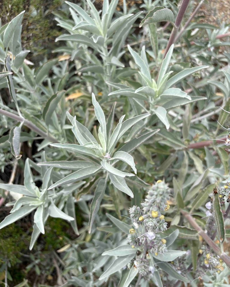 Sage Brings Savory Warmth