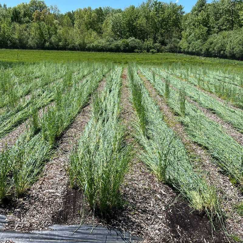 Allelopathic Rye And Vegetable Seedlings