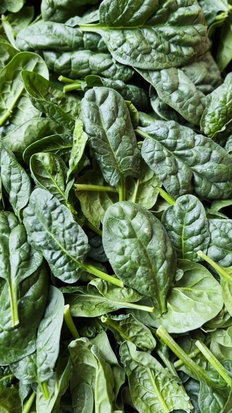 Spinach Stays Sweet Longer