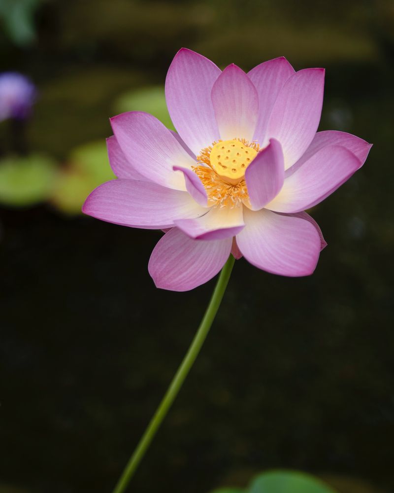 Lotus Flowers: Buddhist Art's Sacred Symbol