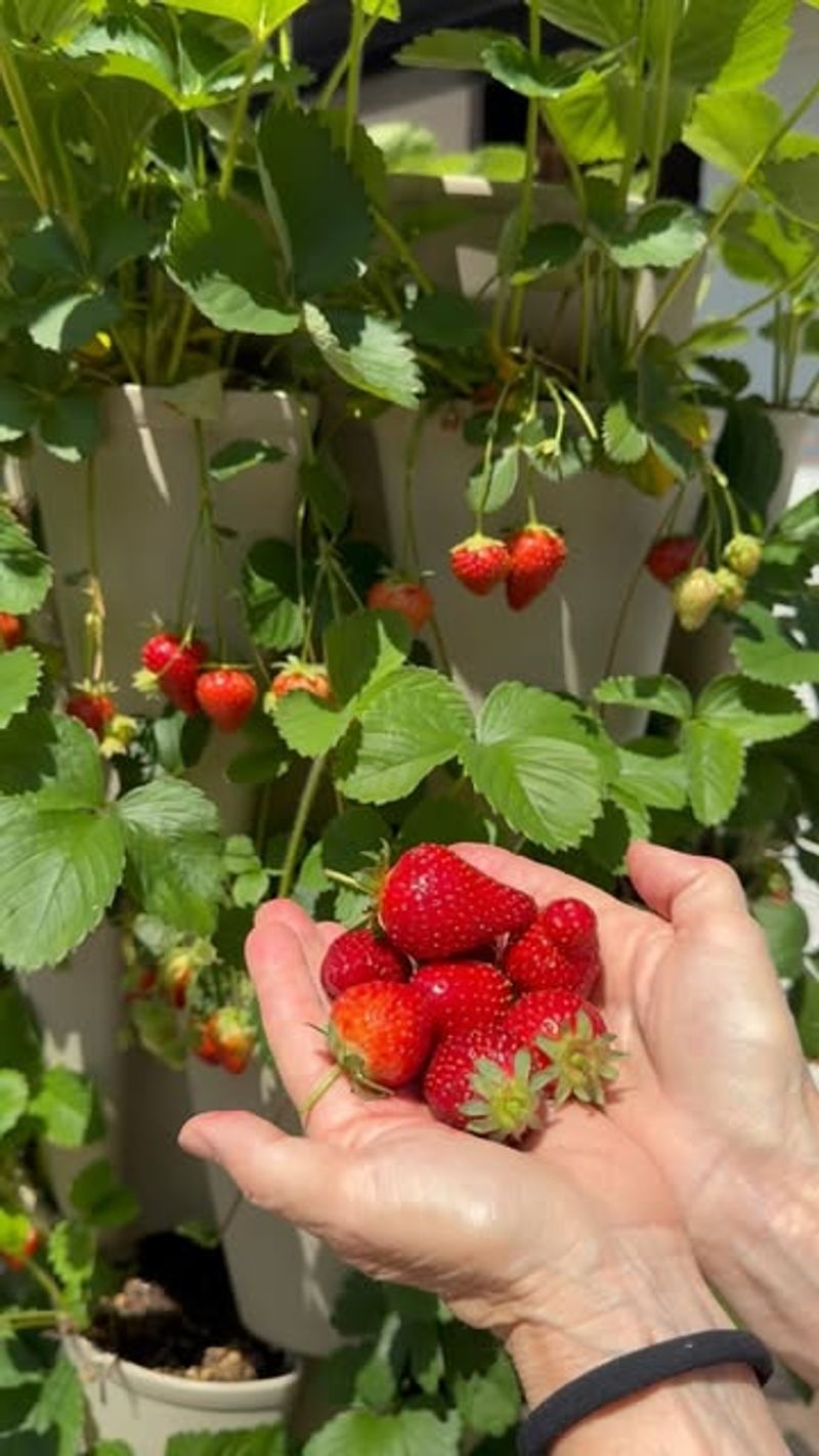 Harvest Regularly