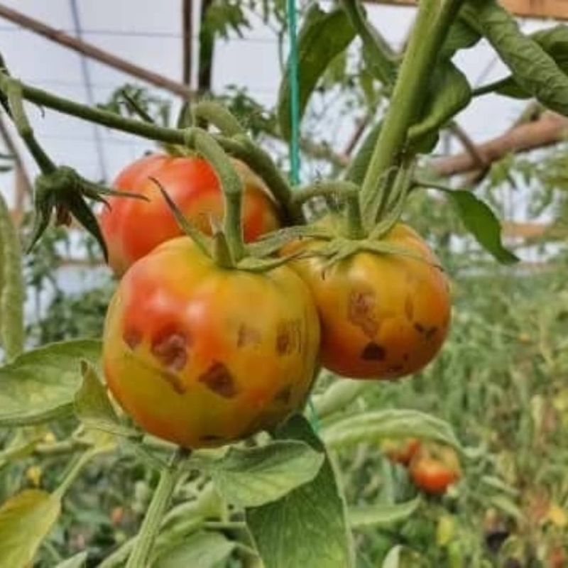 Purchase Blight-Resistant Varieties For Late Plantings