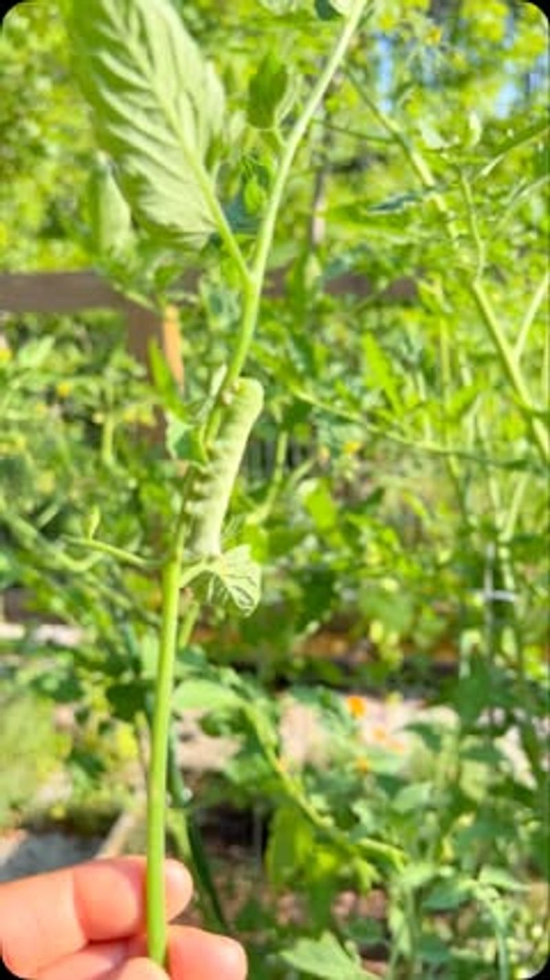 Prevent Pest Problems