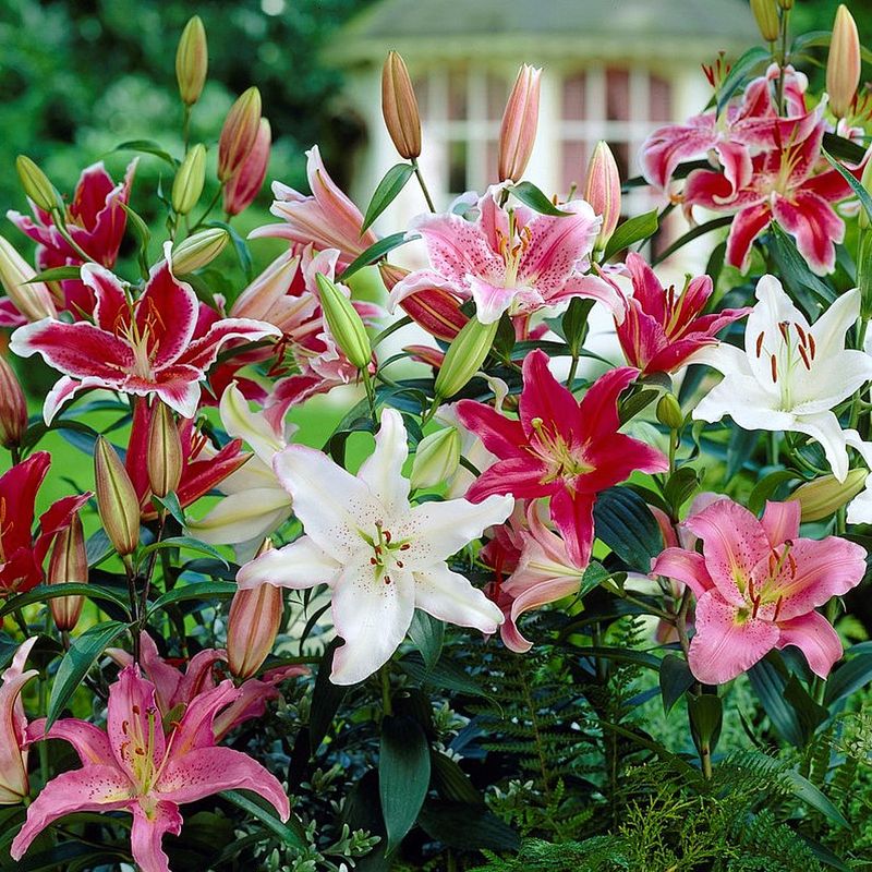 O'Keeffe's Magnified Blooms