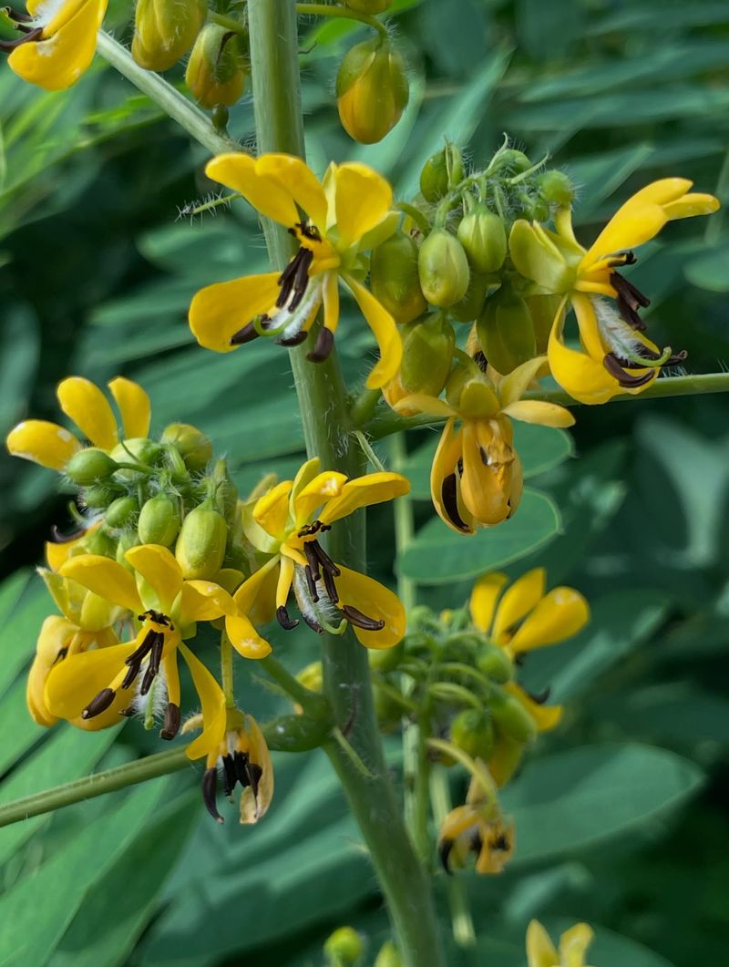 Wild Senna