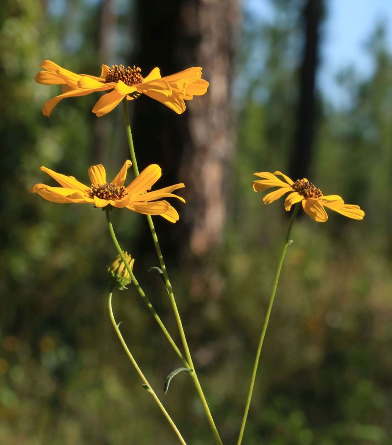 Willow City's Wildflower Wisdom