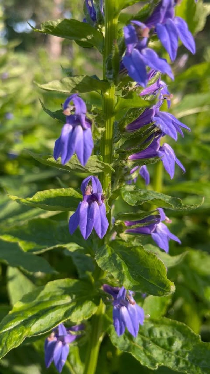 Great Blue Lobelia