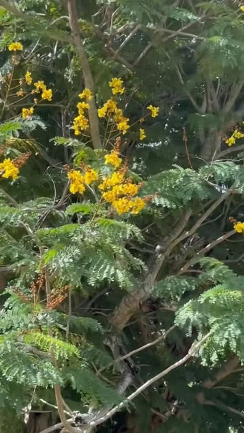 Australian Pine