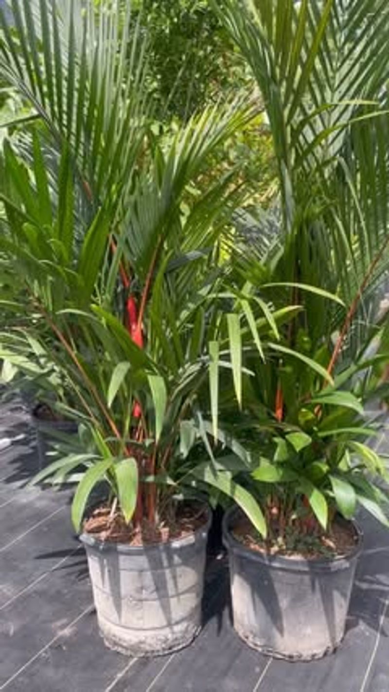 Montgomery Palm Collection