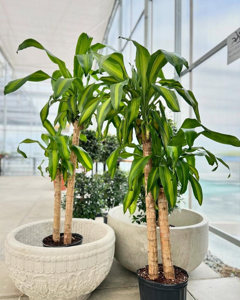 Dracaena