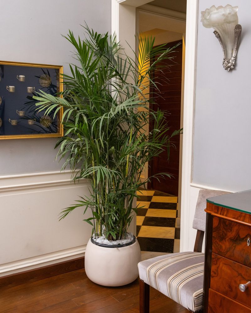 Bamboo Palm