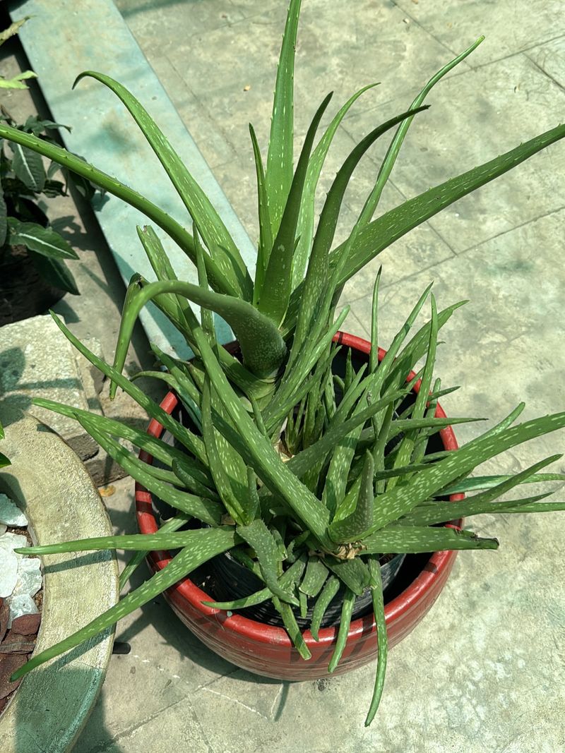 Aloe Vera: Healing Air and Skin