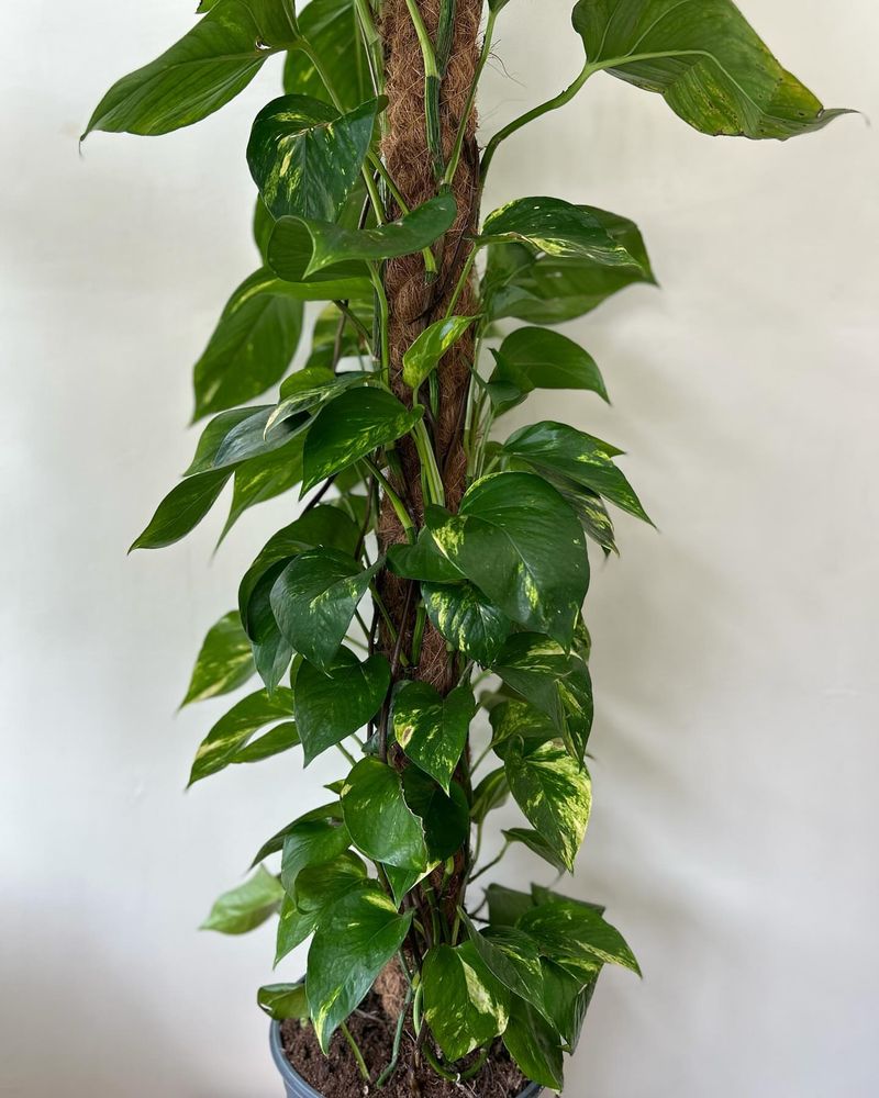 Golden Pothos (Epipremnum aureum)