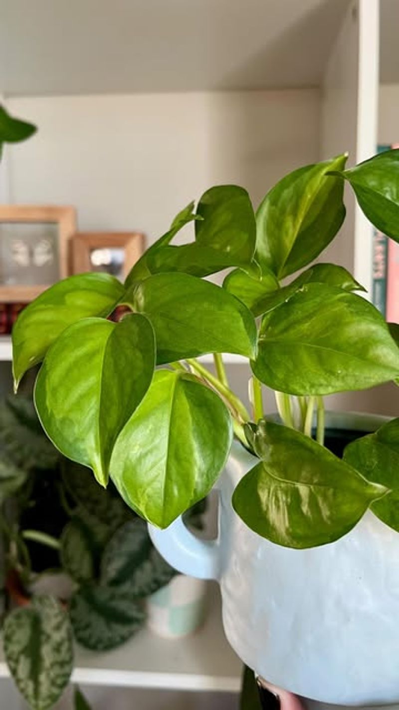 Pothos Prefers Drying Out