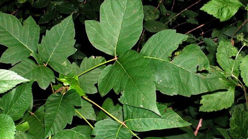 Poison Oak And Poison Ivy