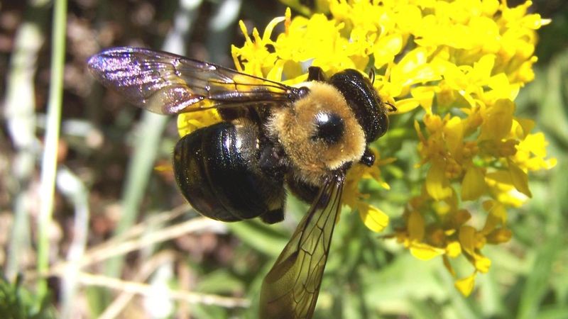 Carpenter Bee