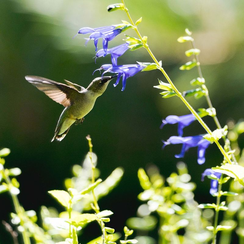 Spring Arrival Begins In Late March