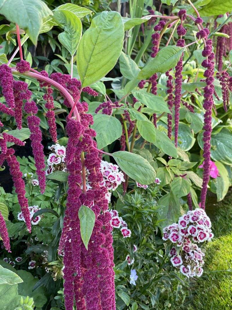 Amaranthus