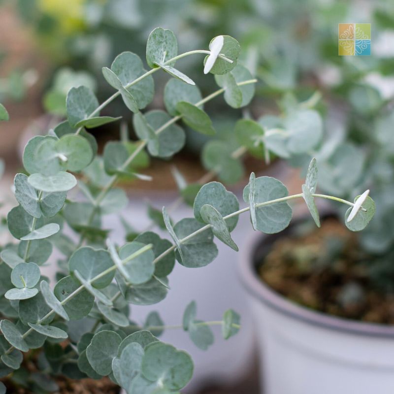 Eucalyptus: Koala's Favorite, Tick's Nightmare