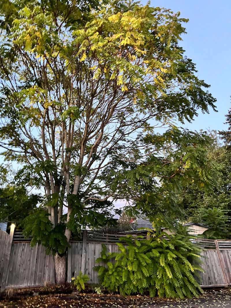 Tree Of Heaven: The Stinky Invader