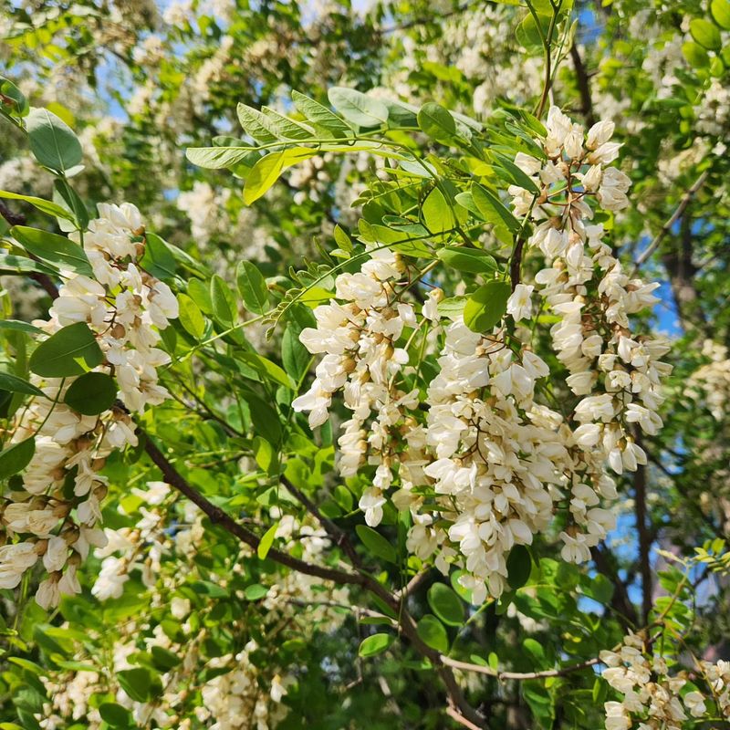 Black Locust