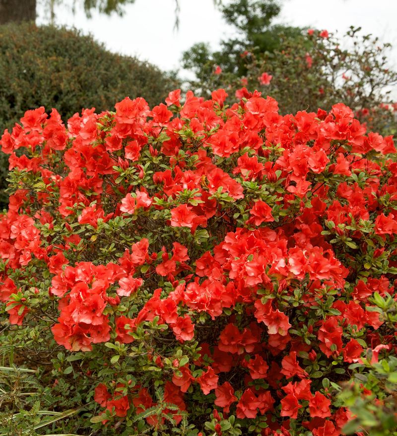Encore Azaleas