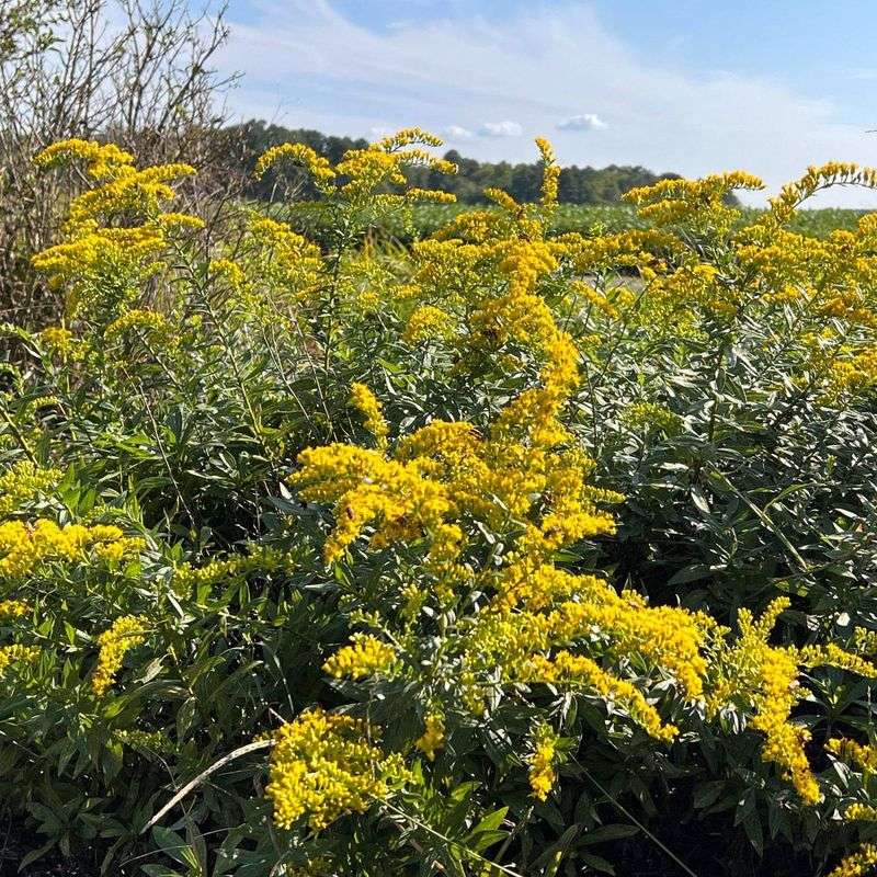 Goldenrod 'Fireworks'