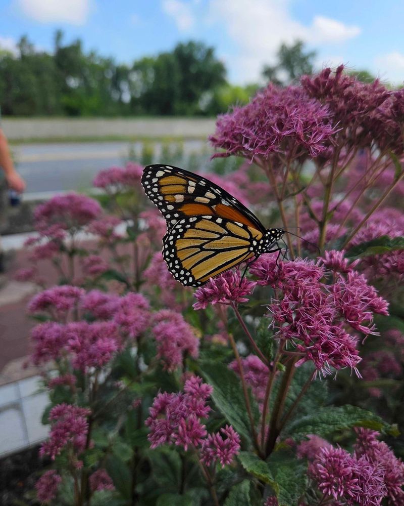 Joe-Pye Weed