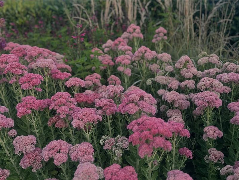 Autumn Joy Sedum