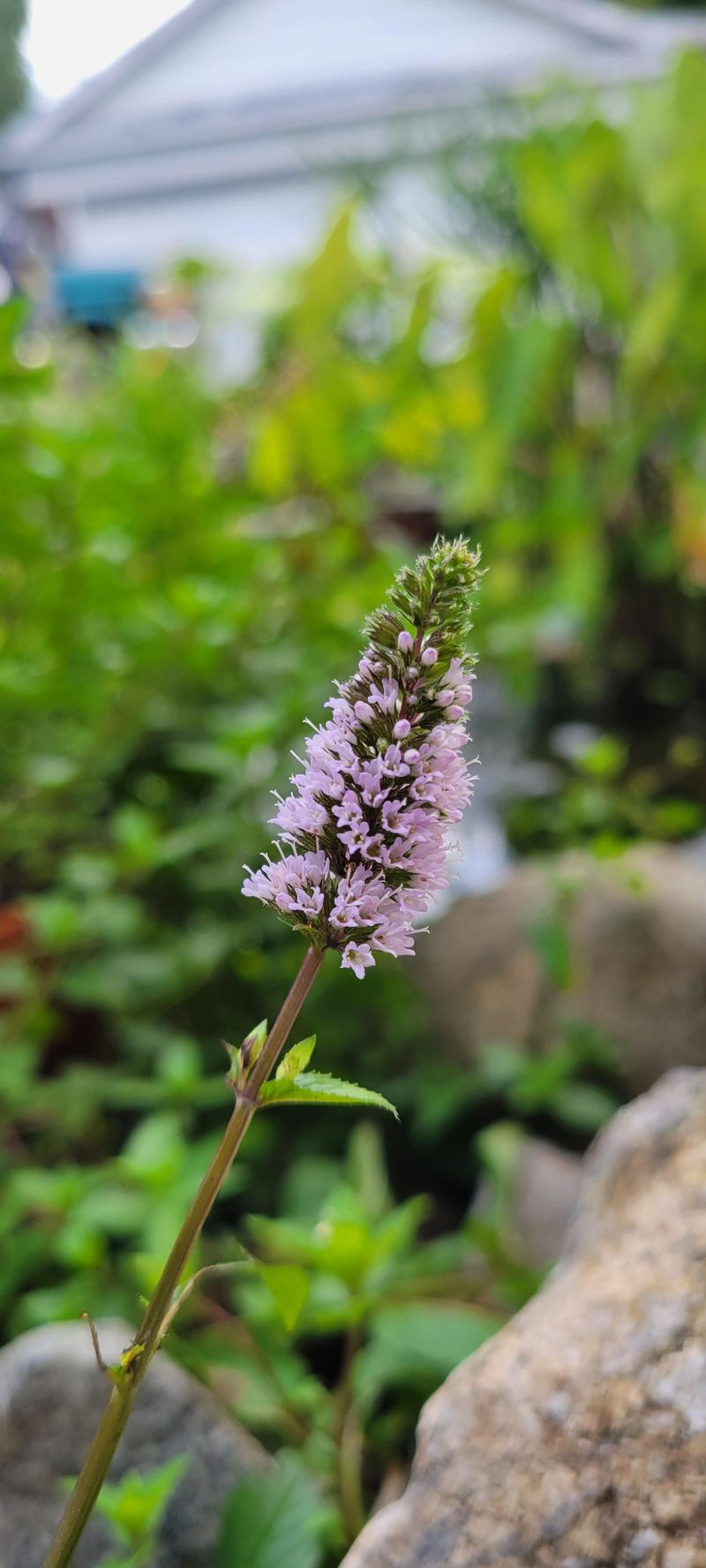 Mint: The Container Must