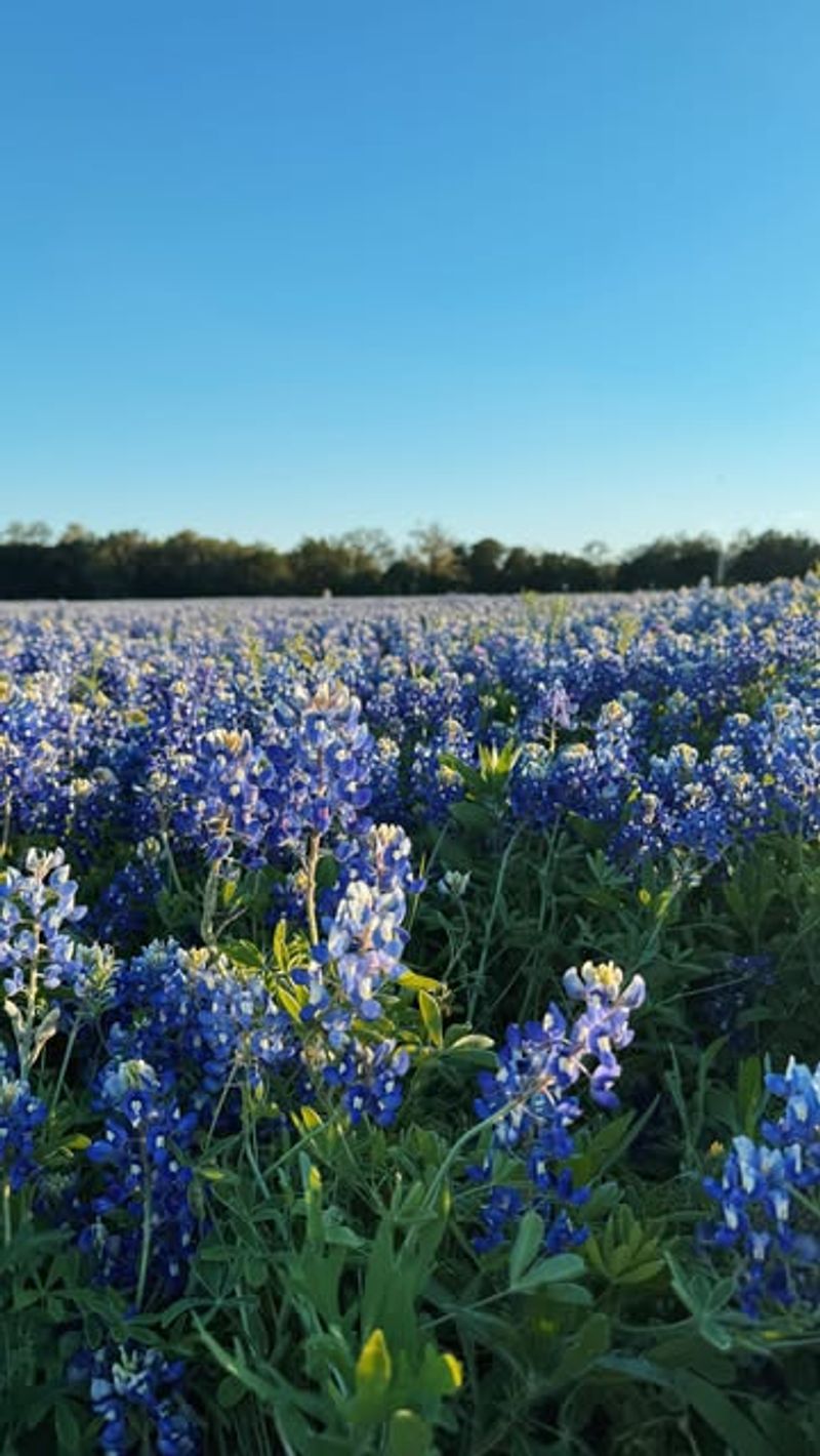 Bluebonnet and Wildflower Meadow