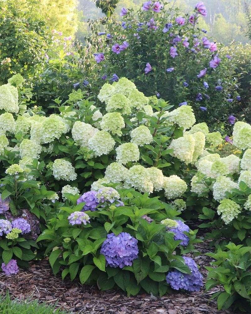 Hydrangeas Won't Grow In Clay Massachusetts Soil