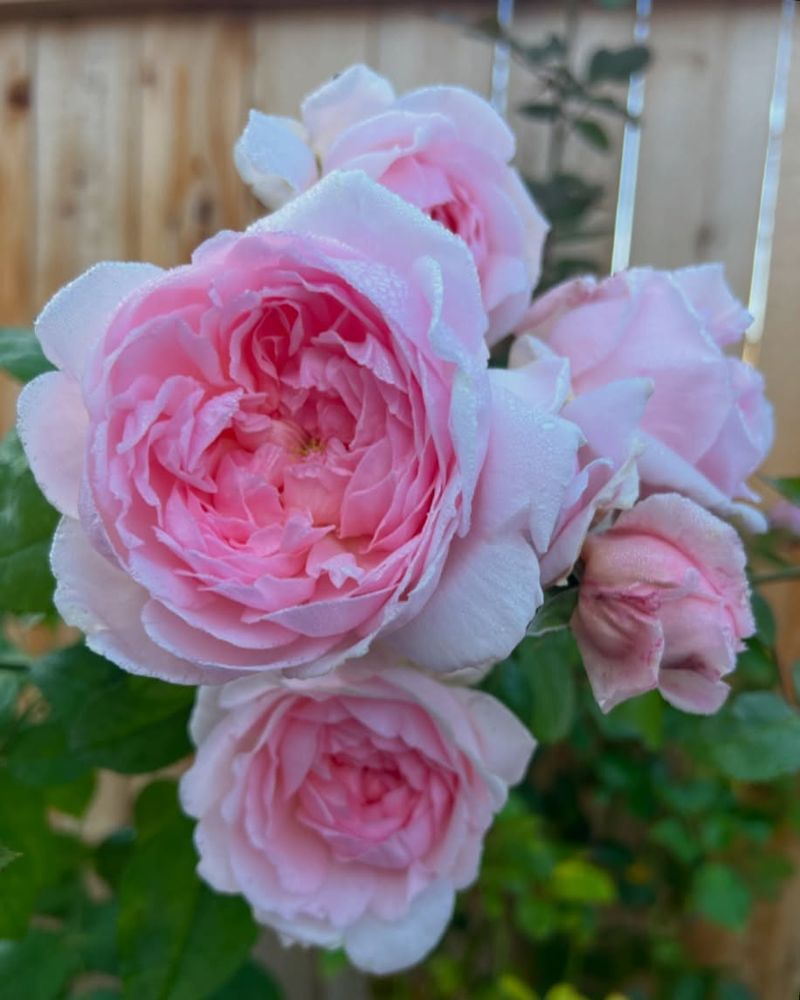 Plant Heirloom Roses For Timeless Fragrances