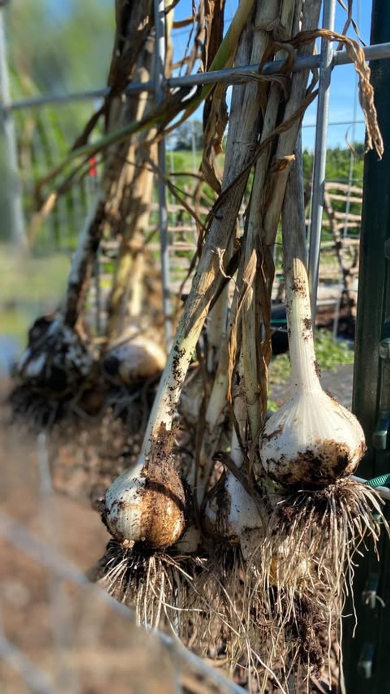 Garlic