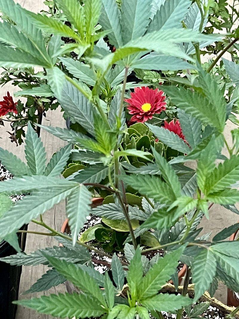 Unauthorized Hemp