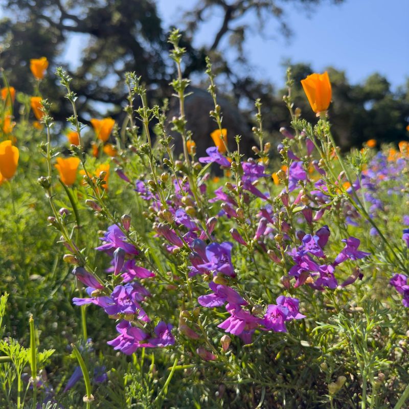 Penstemon