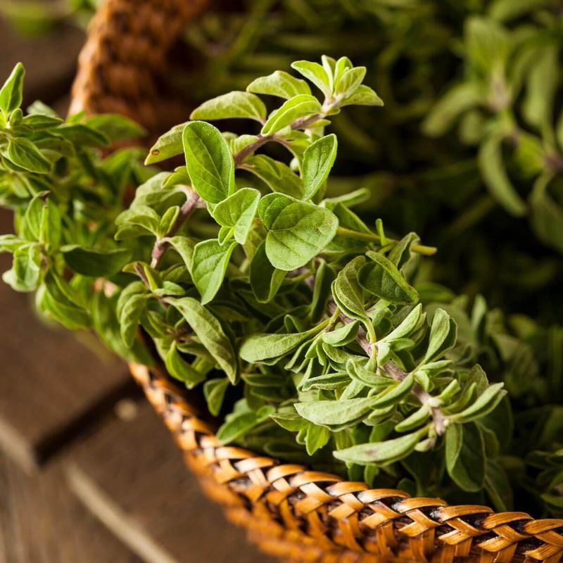 Oregano