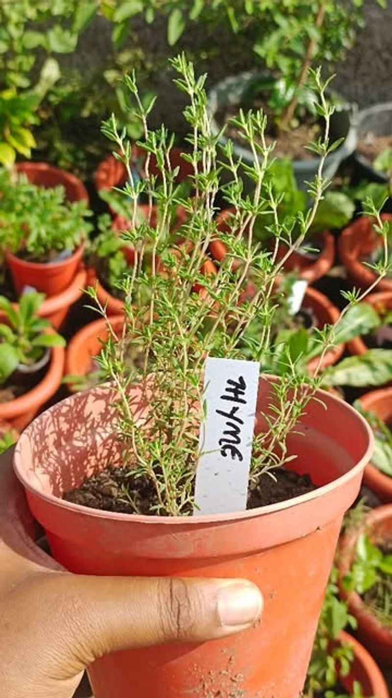 Thyme For Every Holiday Dish