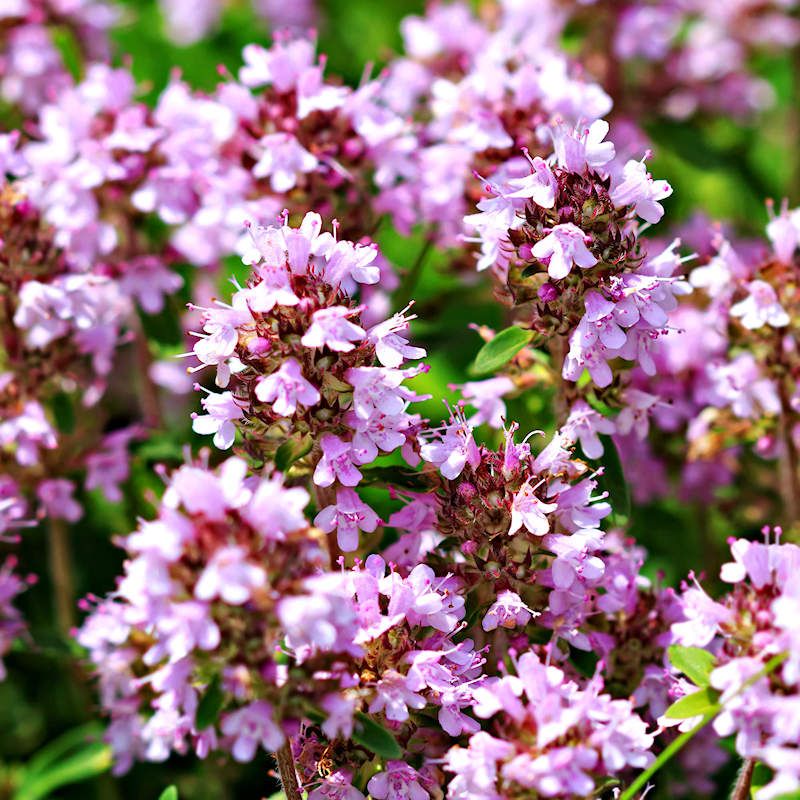 Thyme: Low-Growing Ground Cover