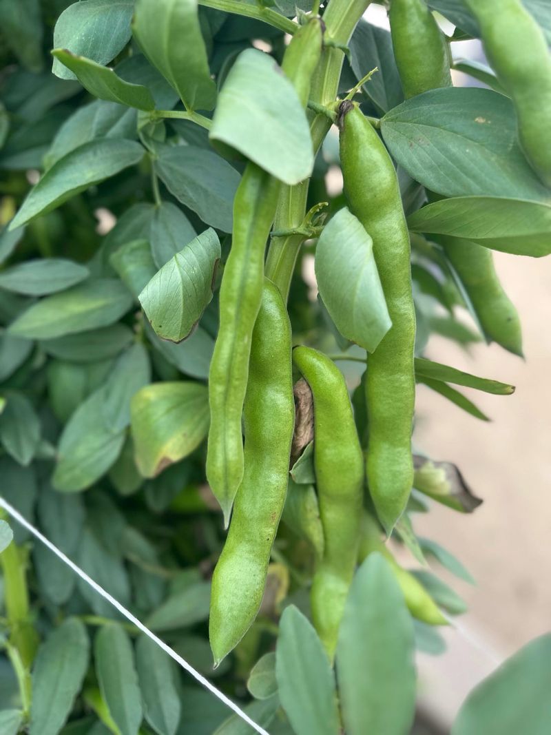Fava Beans Flourish With Temperature Swings