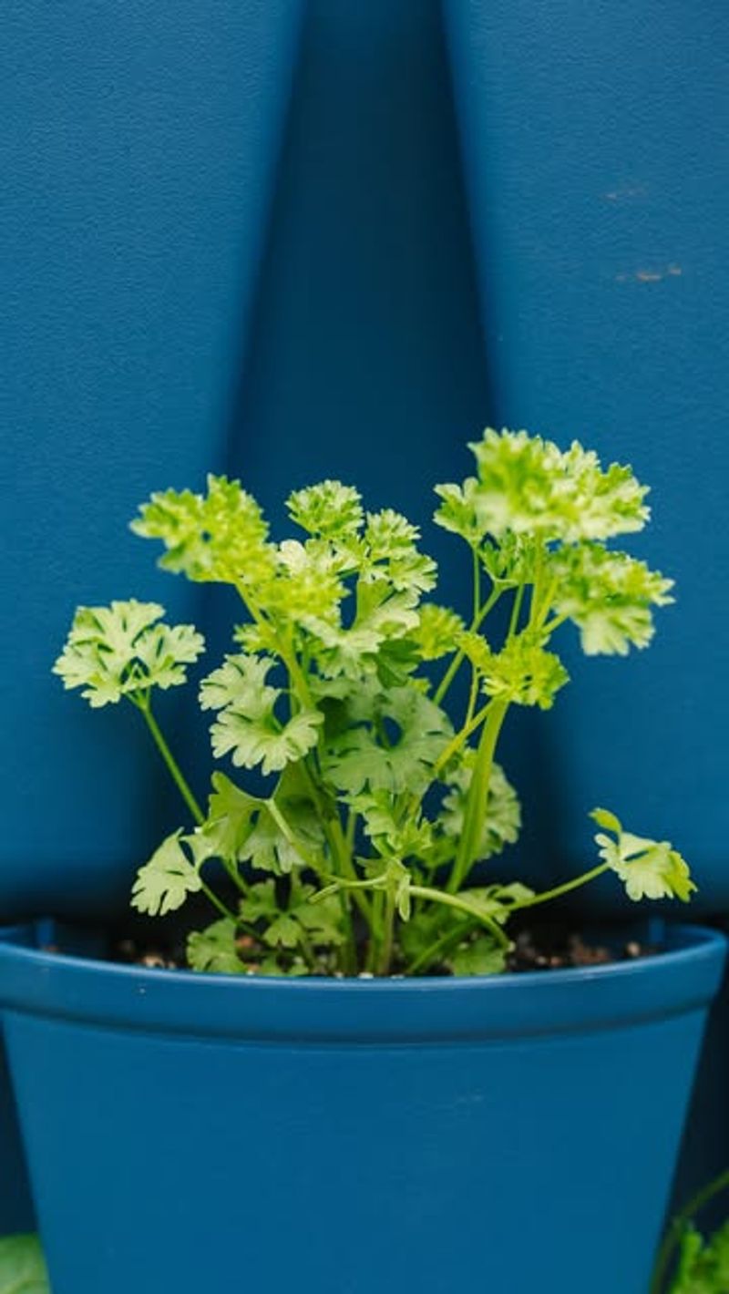 Parsley: The Vitamin-Packed Biennial
