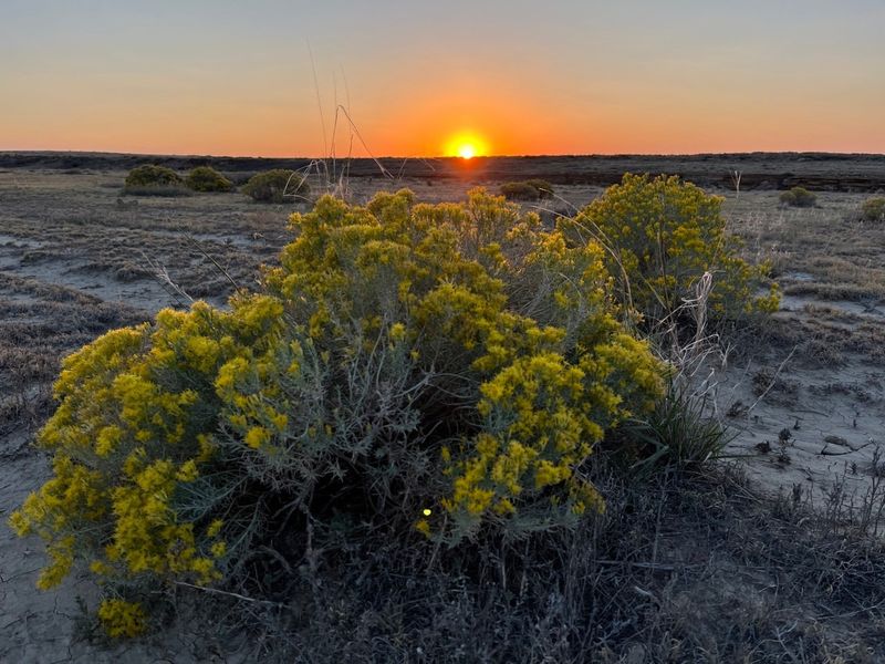 Rabbitbrush